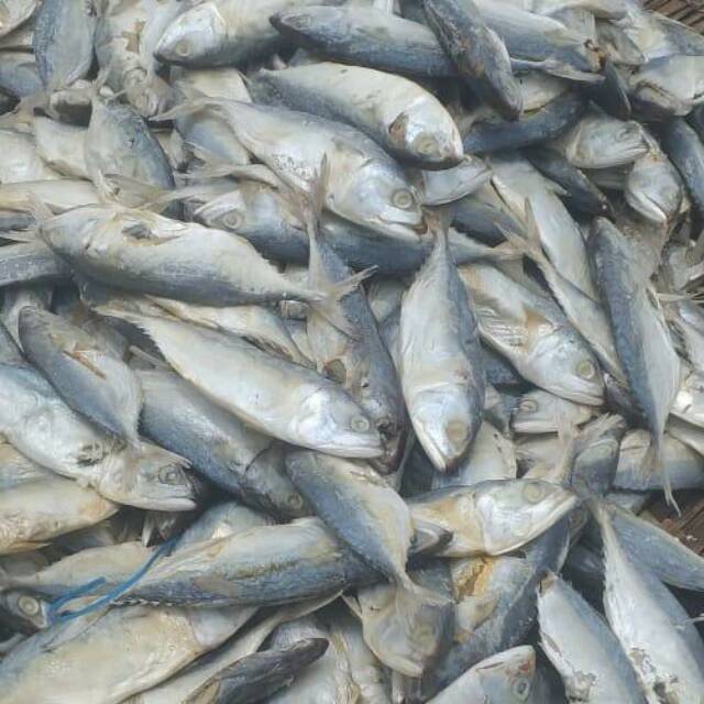 

Ikan peda