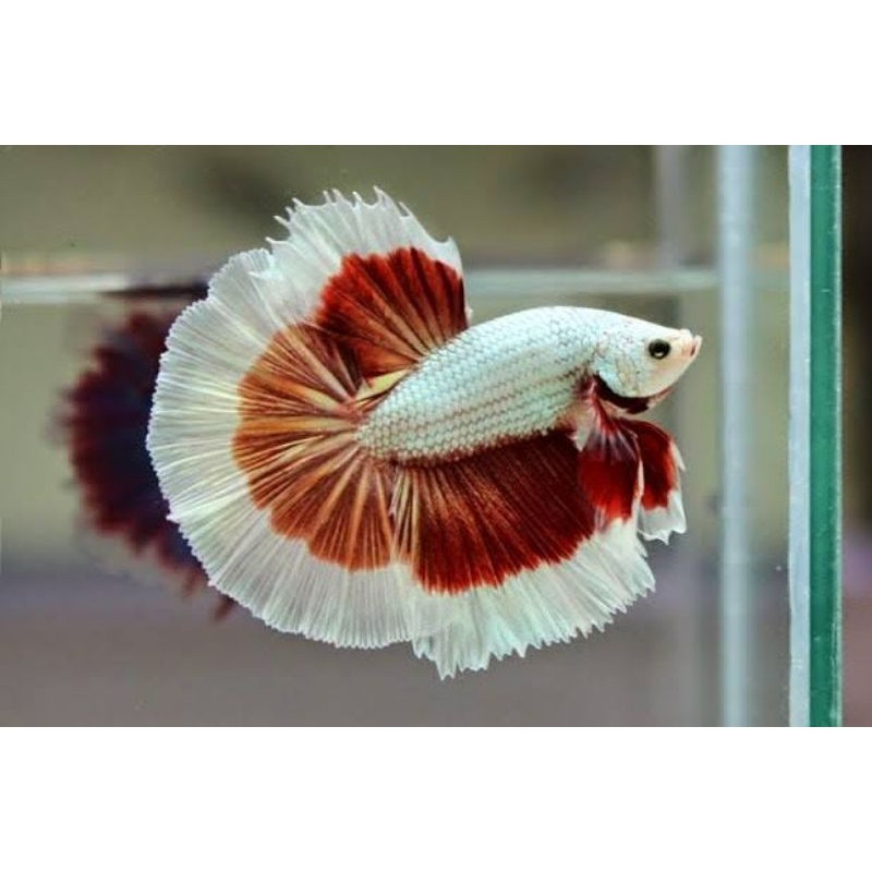 ikan Cupang Red Dragon, Lavender Dan Super Red JANTAN