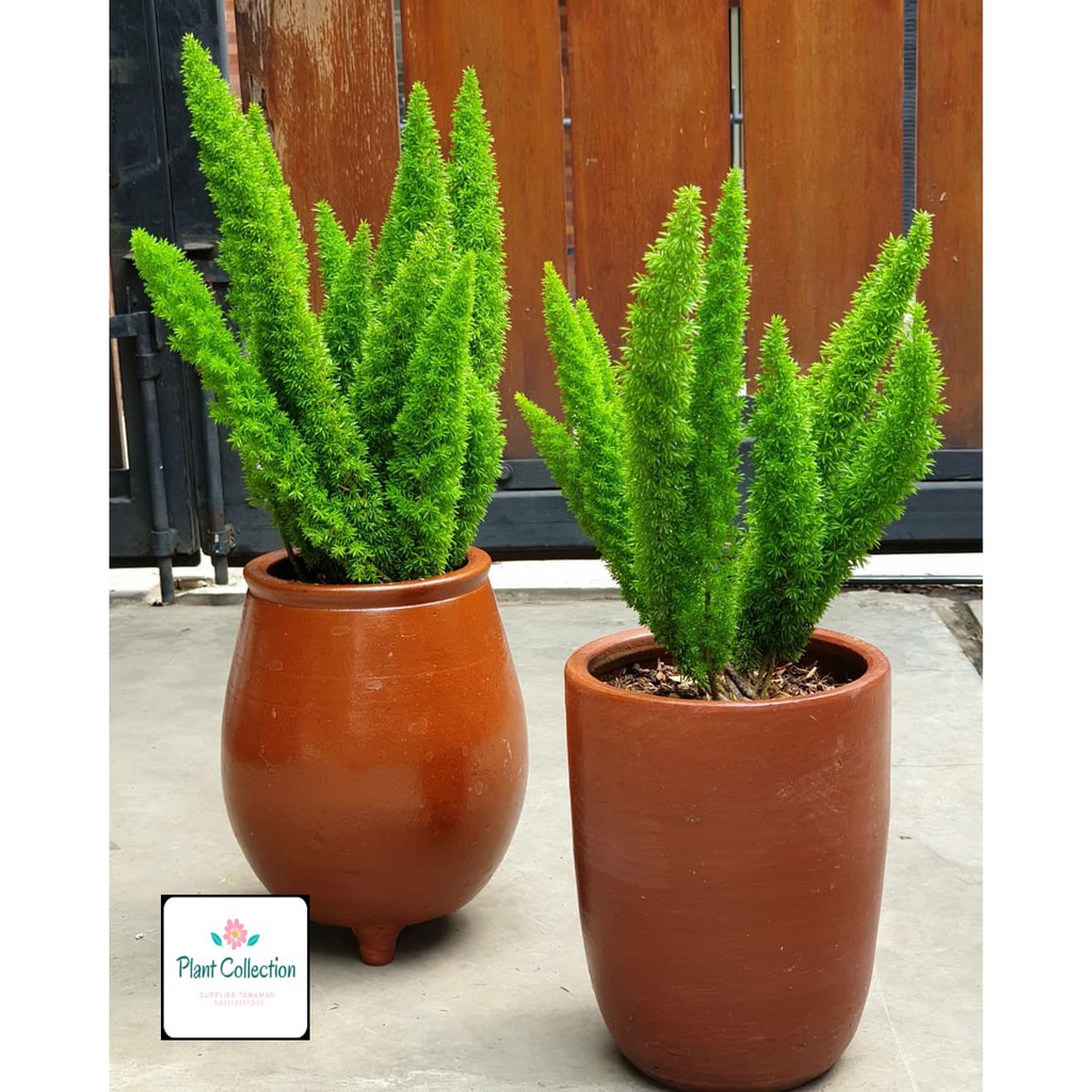 TANAMAN HIAS ASPARAGUS  DENSIFLORUS EKOR  TUPAI  Shopee 