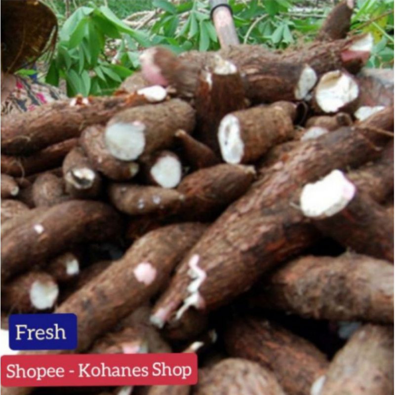 

SINGKONG ASLI SUKABUMI ( FRESH ) LANSUNG DARI KEBUN