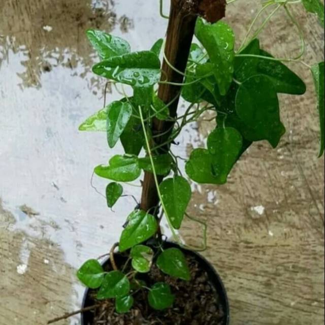 Pohon Cincau Jelly Tanaman Herbal Cincau Jelly - Bibit Pohon Cincau