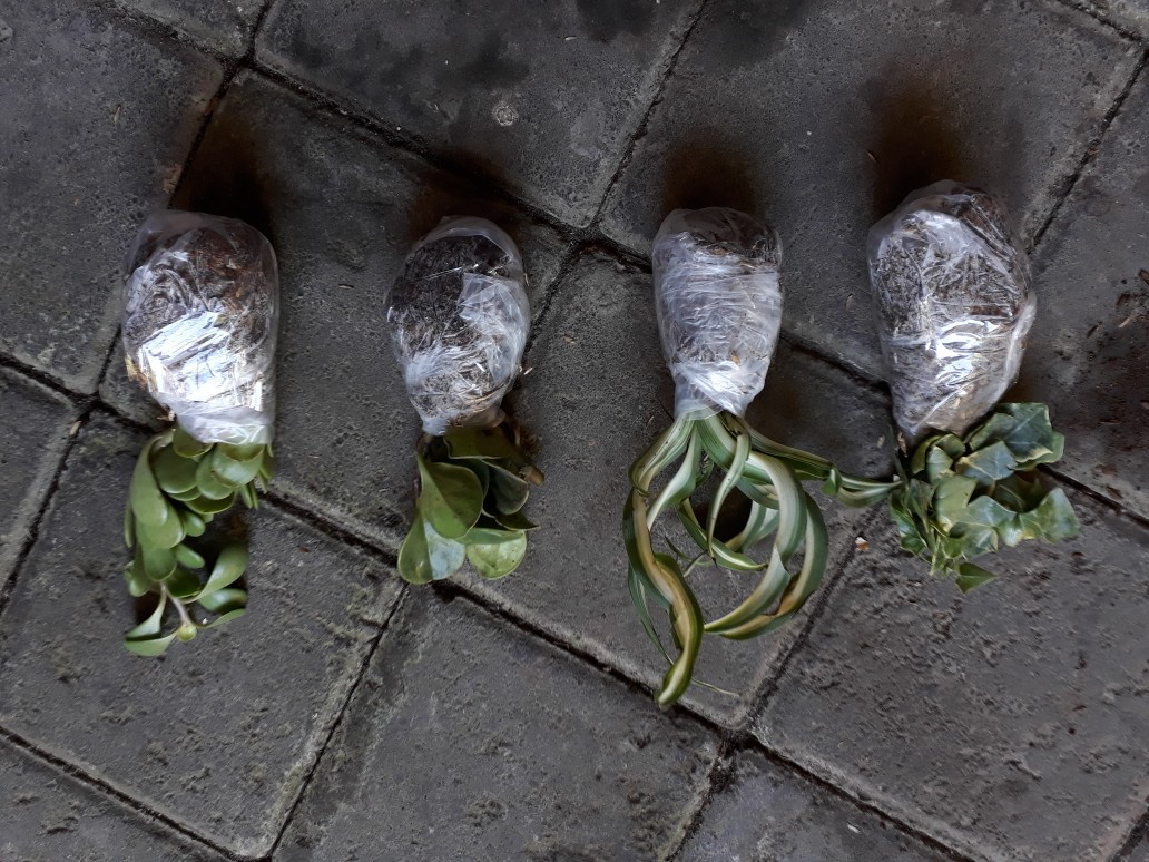 Tanaman Hias Gantung Bunga Ivy Varigata / Hedera Helix Glacier