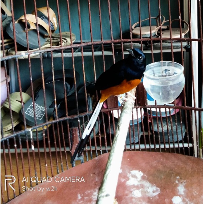 Burung Murai Jantan Non Gembung Trotol Dan Pastol Gacor Shopee Indonesia
