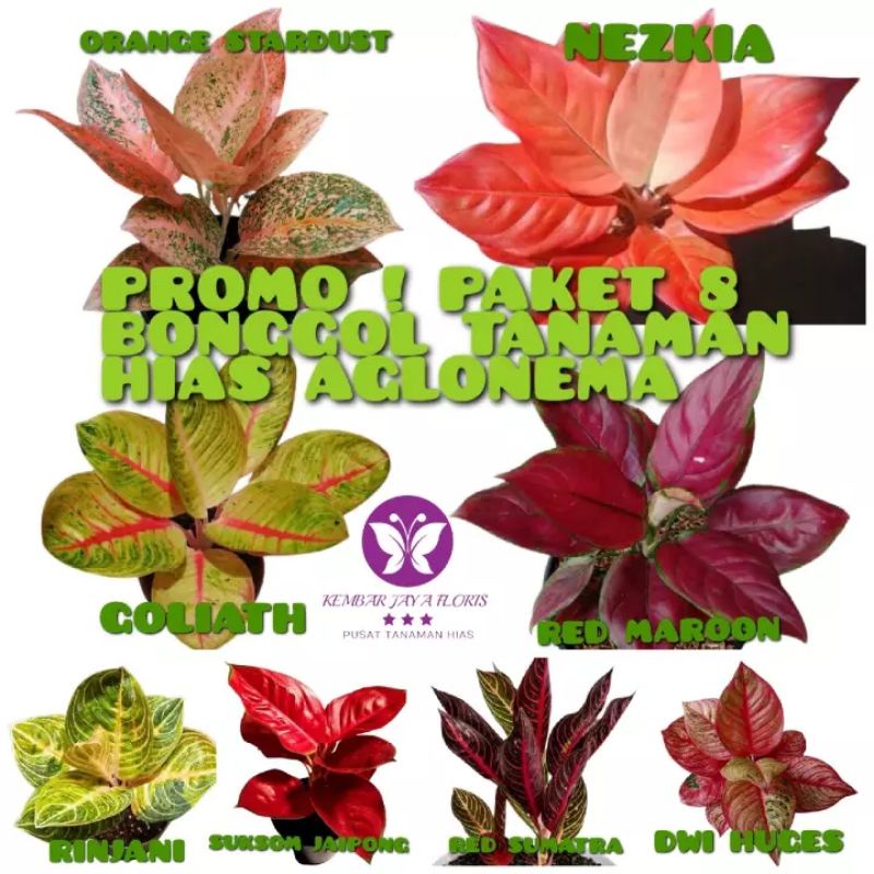 TERLARIS PAKET 8 BONGGOL AGLONEMA CANTIKNYA // BONGGOL AGLONEMA