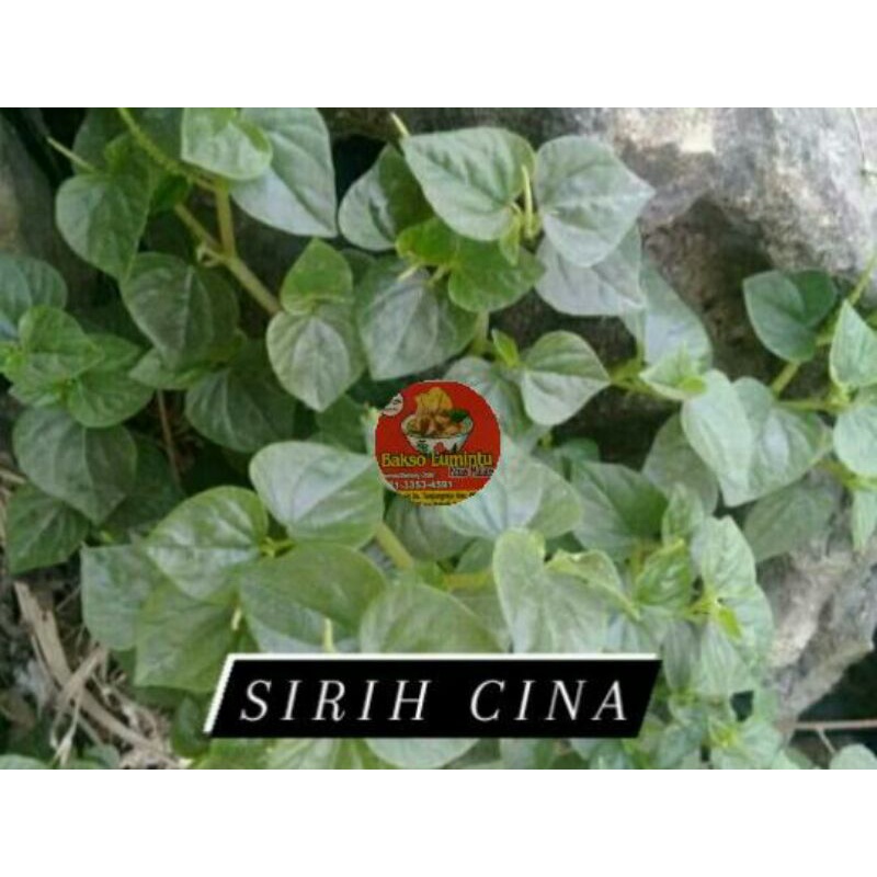 

100 gram Sirih cina / Ketumpang air fresh obat alami , jamu alami , jamu alam , daun alam , obat tradisional , obat banyak di cari , obat banyak kasiat , obat tradisional , daun herbal , pohon , akar , katemas , daun kelor , daun , bajakah , asli