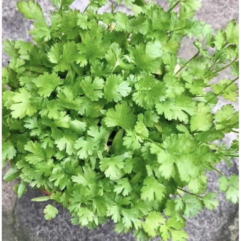 benih CORIANDER DAUN KETUMBAR yansui  isi 10 biji