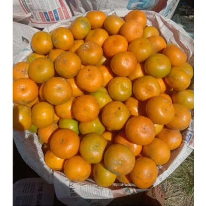 

Jeruk Medan (500g)