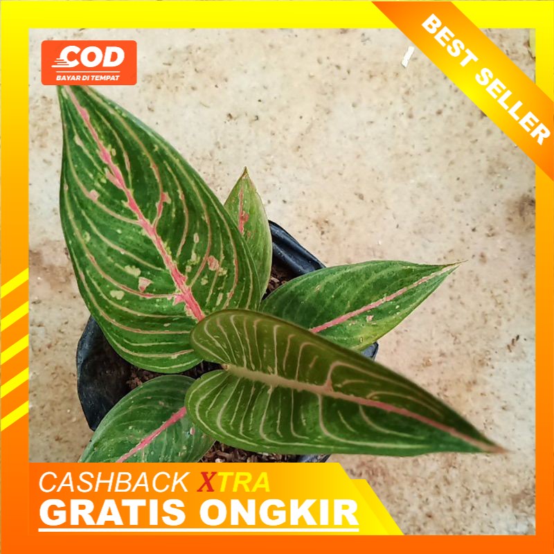 Aglonema Green Legacy - Legasi Hijau - Legacy - Legasi