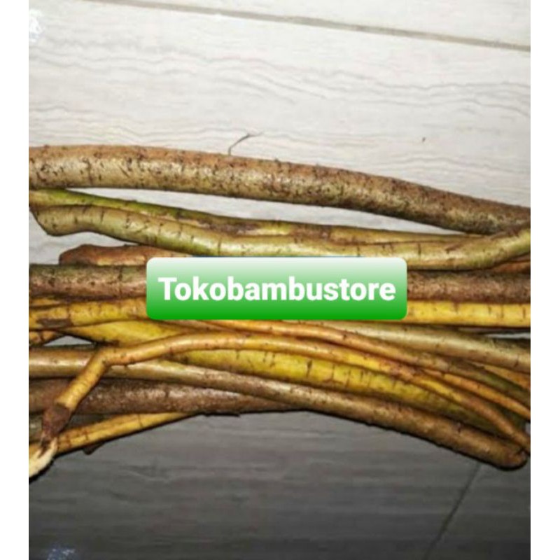 

Jual akar tuba kondisi segar 1 kg-az