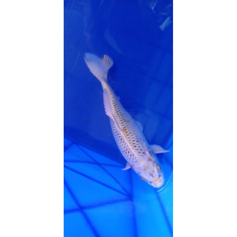 Ikan Koi Midori