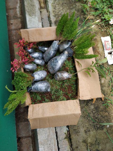 Promo Rumput Gajah Mini Per 1 Meter Persegi