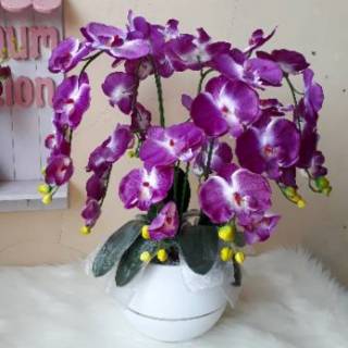 Bunga anggrek jumbo pot bola Shopee Indonesia Bunga anggrek jumbo pot bola Shopee Indonesia