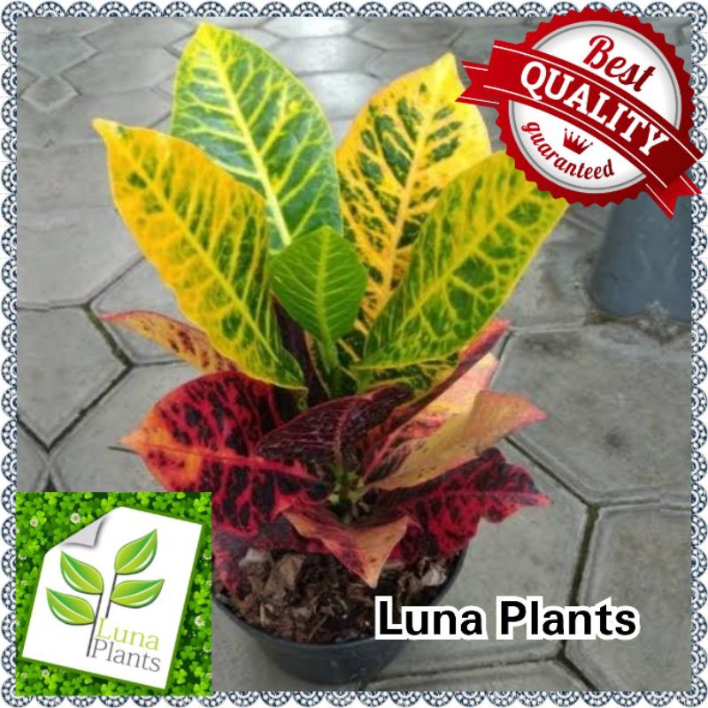 Tanaman hias puring macan - pohon puring - puring macan MURAH