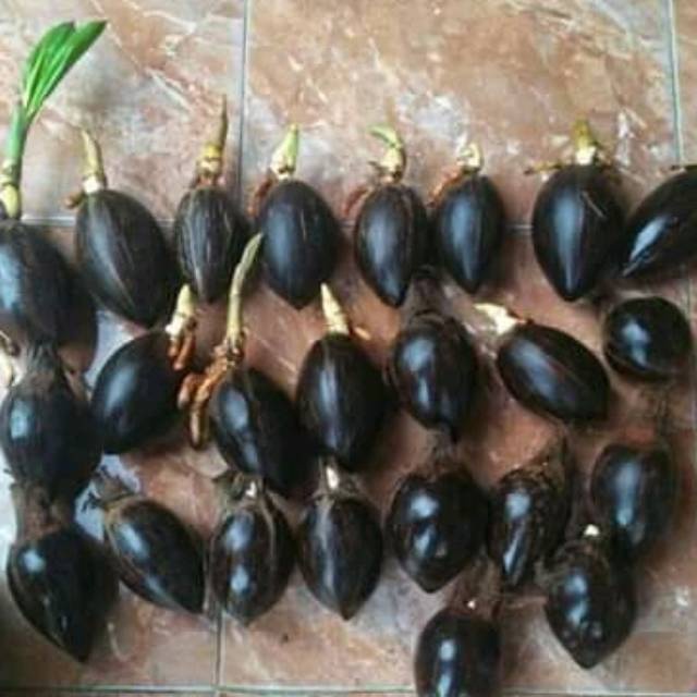 Bahan bonsai kelapa minion lonjong