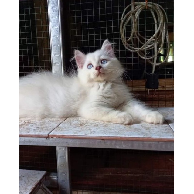 kucing anggora white