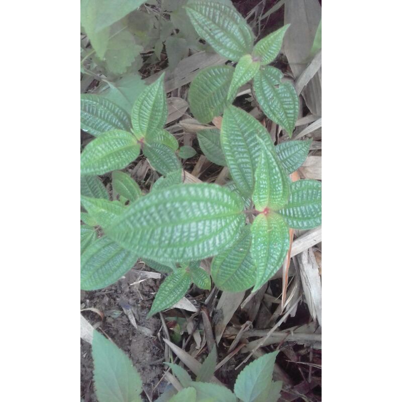 

daun senggani sendusuk atau harendong bulu 250gr