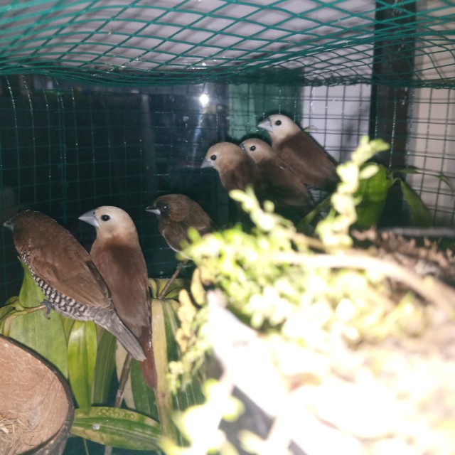 Sabun Propolis Cair Hni Hpai Herbal Anti Kuman Dan Bakteri Virus