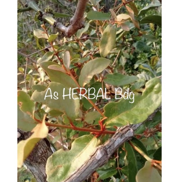 

Jual benalu kopi segar 500 gram fresh-az