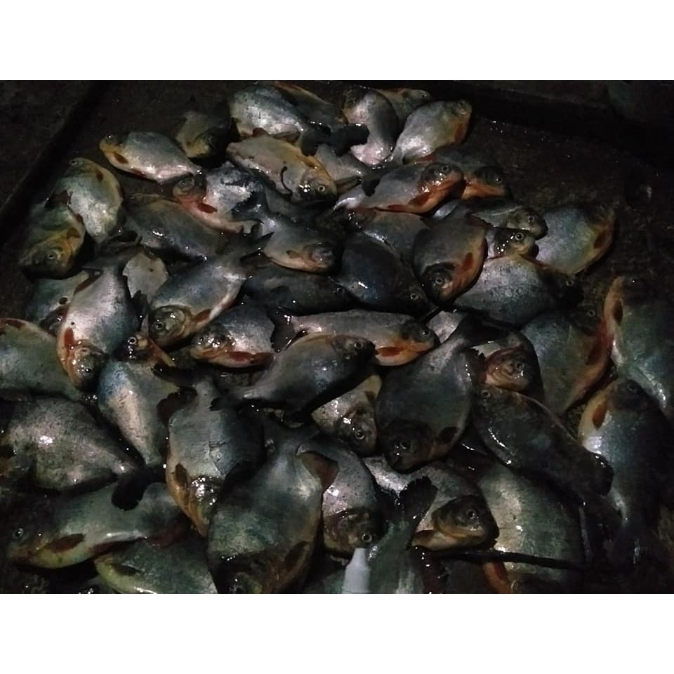 Essen Mayit Bawal / Essen Mayit / Umpan Galatama Bawal
