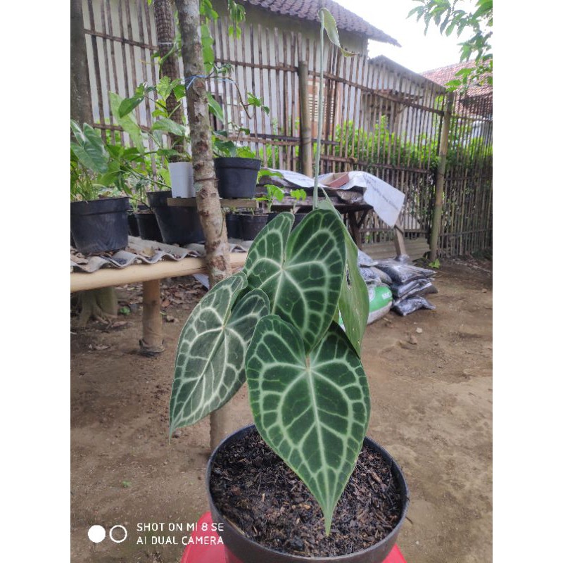 Kuping gajah karet tarantula kancing merah | kuping gajah tarantula | anthurium clarinervium realpic