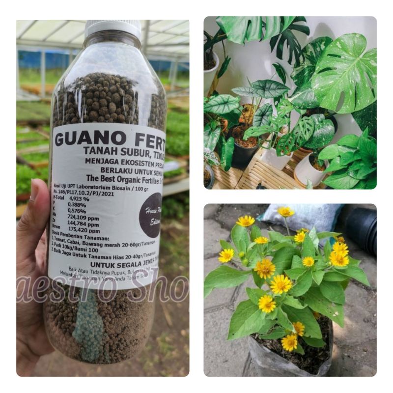 Pupuk Tanaman Hias Guano Fertilizer Dilengkapi Hormon Zpt Vitamin B1 Insektisida