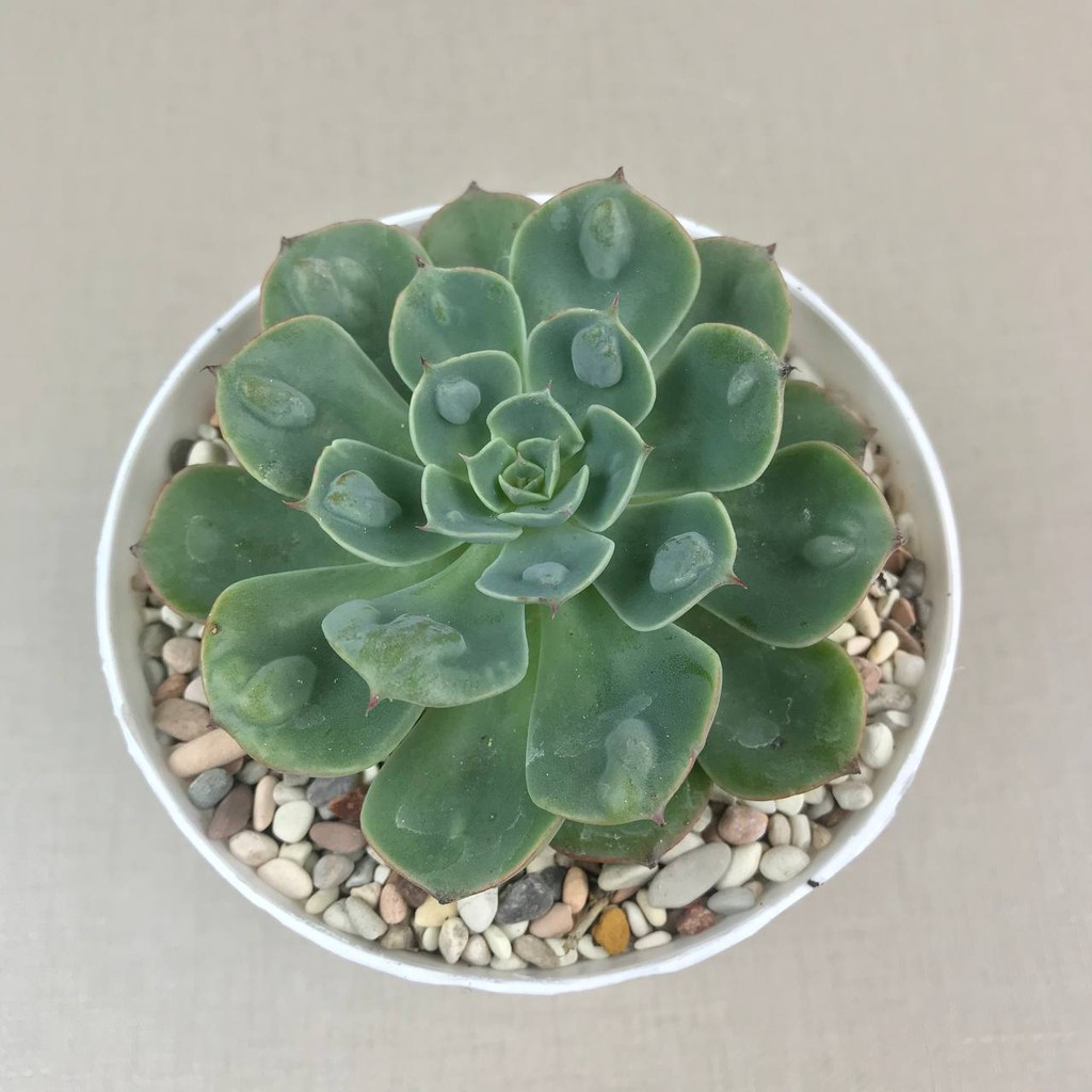 kaktus sukulen (Echeveria Raindrops) Tanaman Hias Hidup