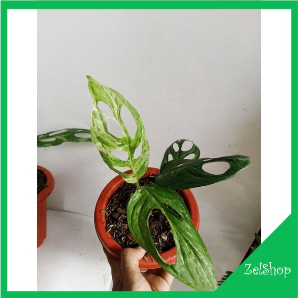 Monstera Adansonii Variegata Mint /  Janda Bolong Varigata Mint / Janbol Var mint