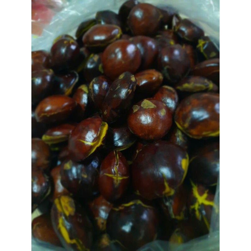 

Jengkol Tua