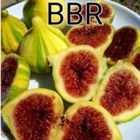 Jual Bibi Pohon Buah tin Belang Varian BBR | Buah manis legit