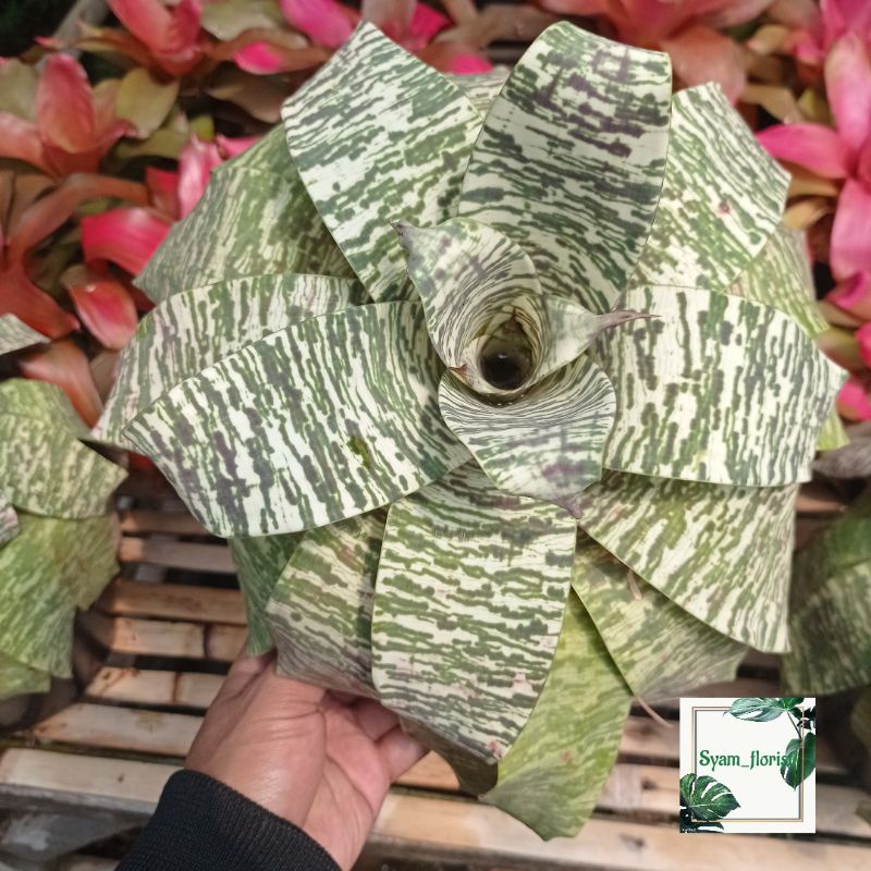 Tanaman Hias Bromelia vriesea King