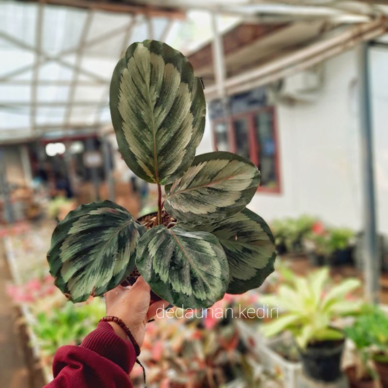 Calathea Medalion V2 Tanaman Hias Calanthea Medalion Murah Terlaris Ratudaun Nursery