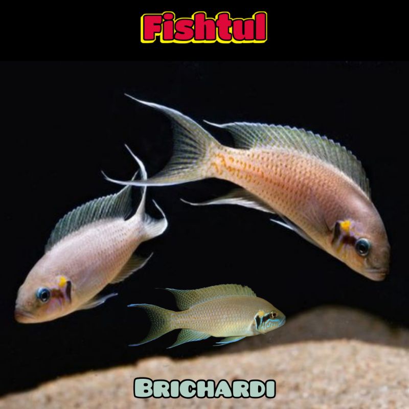 Cichlid Tanganyika Neolamprologus Brichardi
