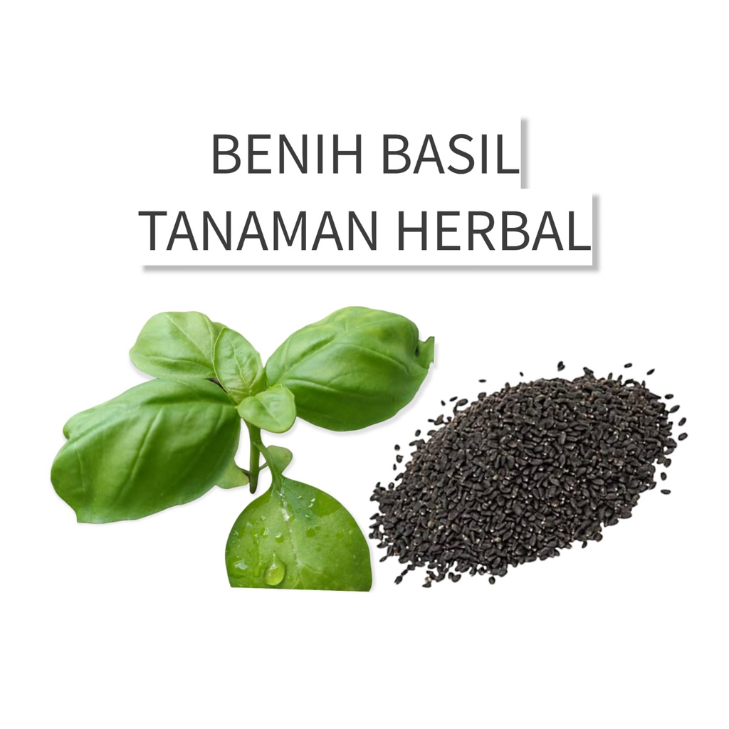 Benih Basil 30 Seed  - Benih Asli Dari Tanaman - Bukan Hasil Lab - Ocimum Basilicum