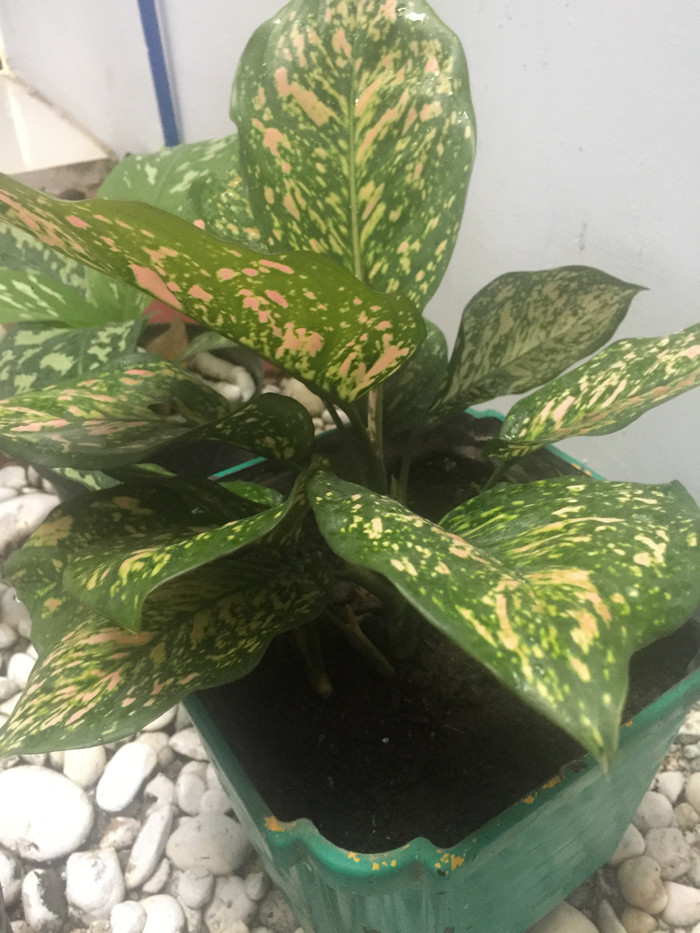 Tanaman Hias Aglonema Pink Dalmation (Dewasa)