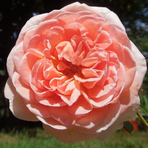 Bunga mawar imfort abraham darby