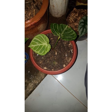 NewBibit/Bonggol Kuping Gajah Dorayaki