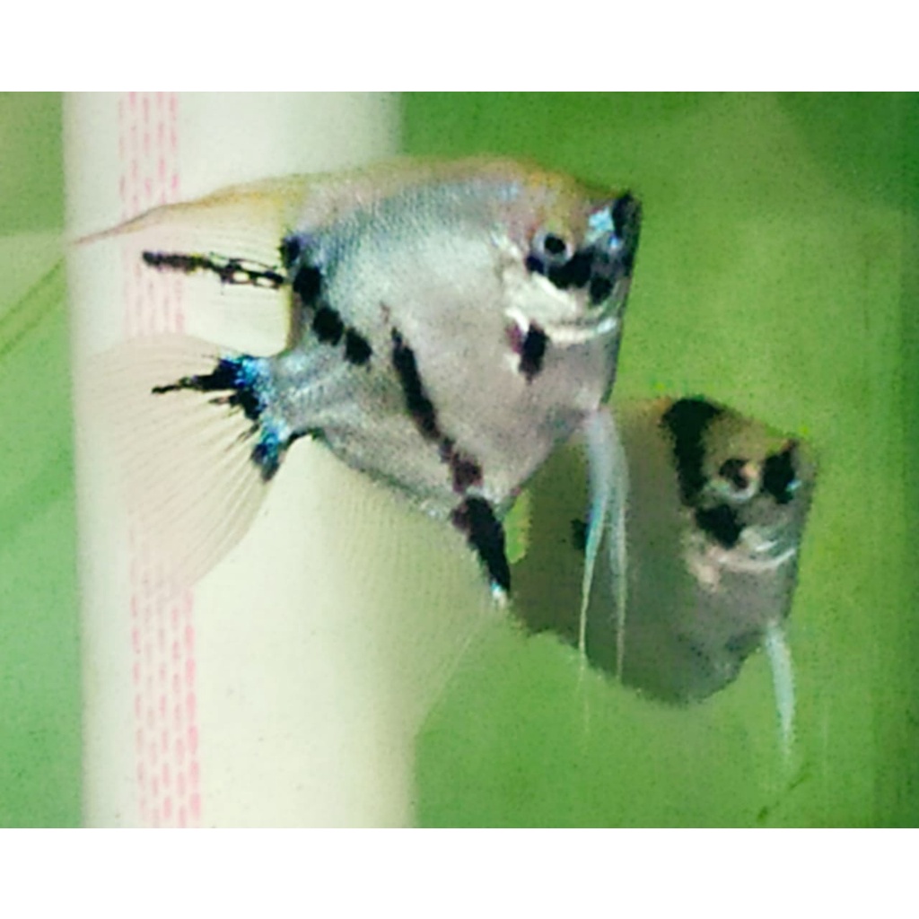 Ikan manfish three color ikan layang layang pair indukan fix nelor