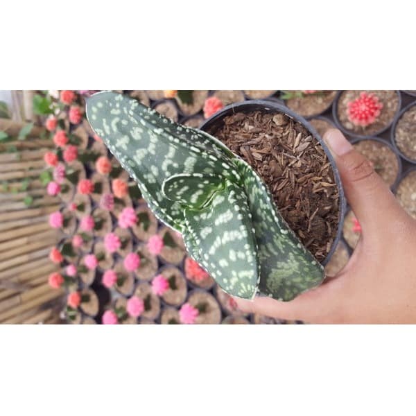 Gasteria Armstrongii tanaman hias sukulen kaktus indoor outdoor