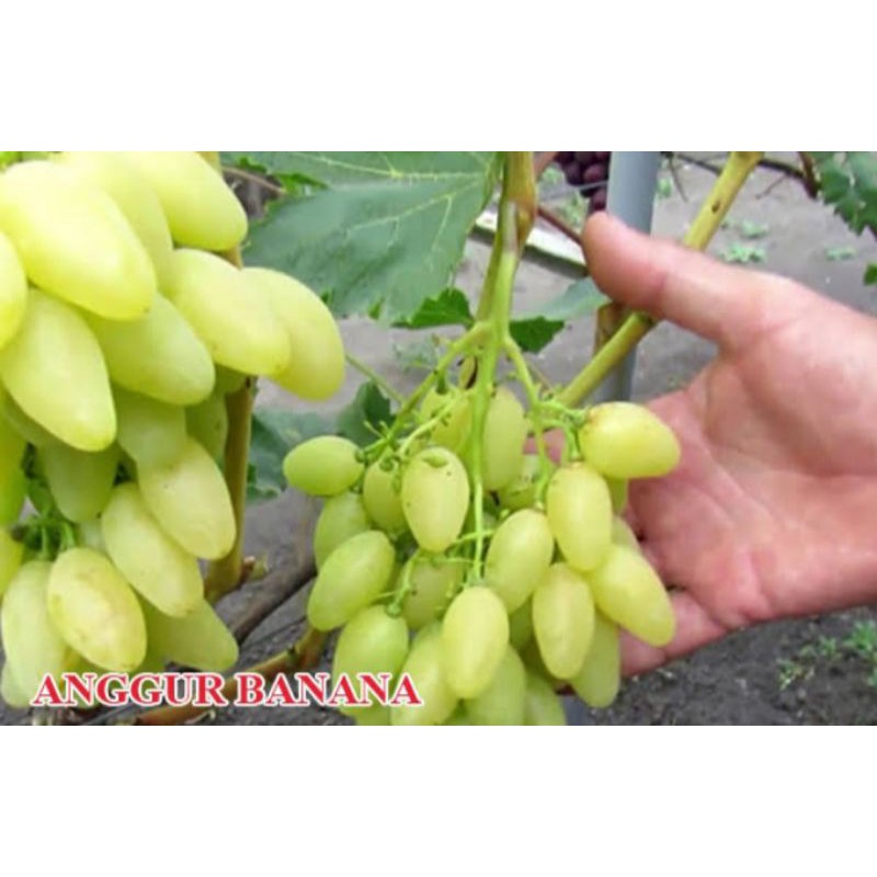 Bibit anggur banana
