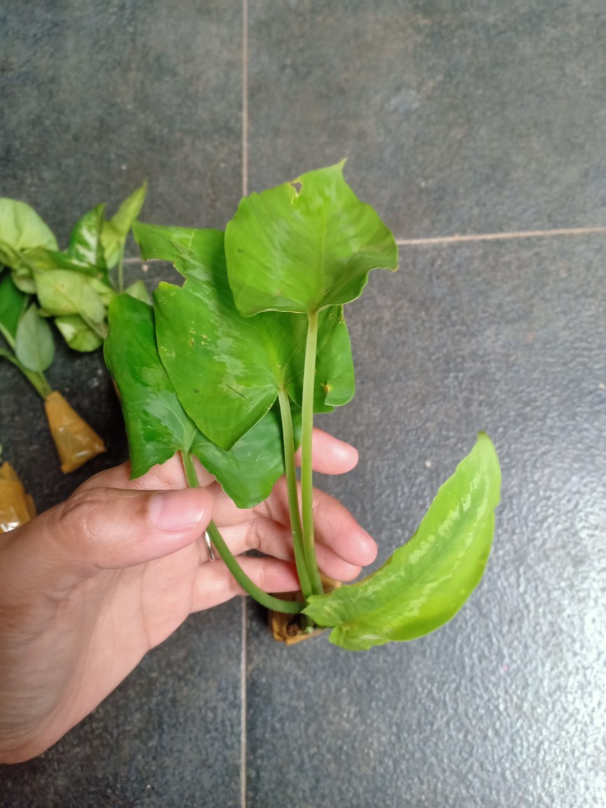 Tanaman Hias Homalema Hijau Serat Putih