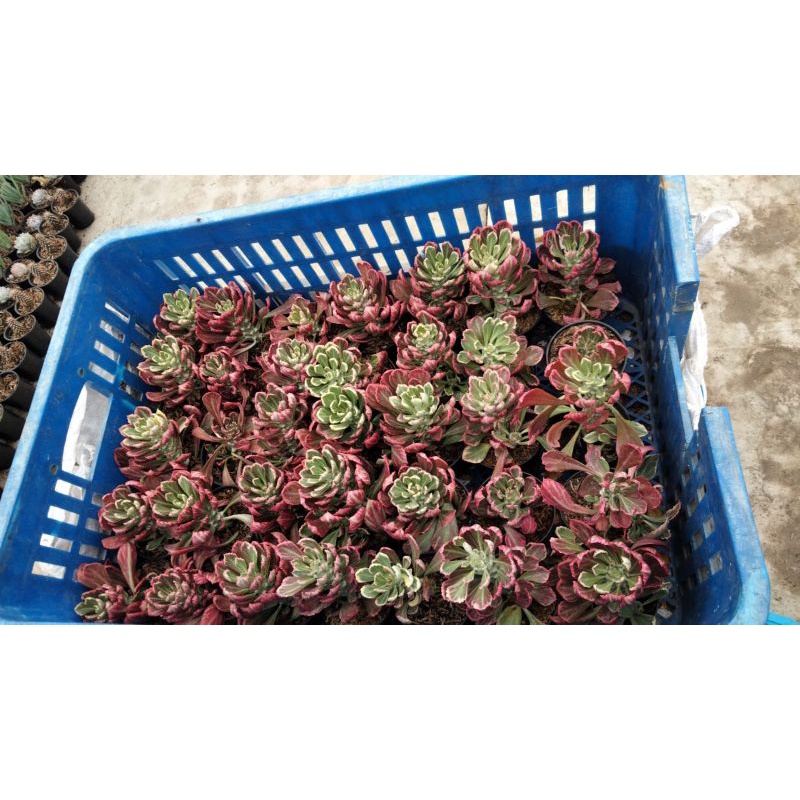 Sukulen Kaktus monadenium import Thailand