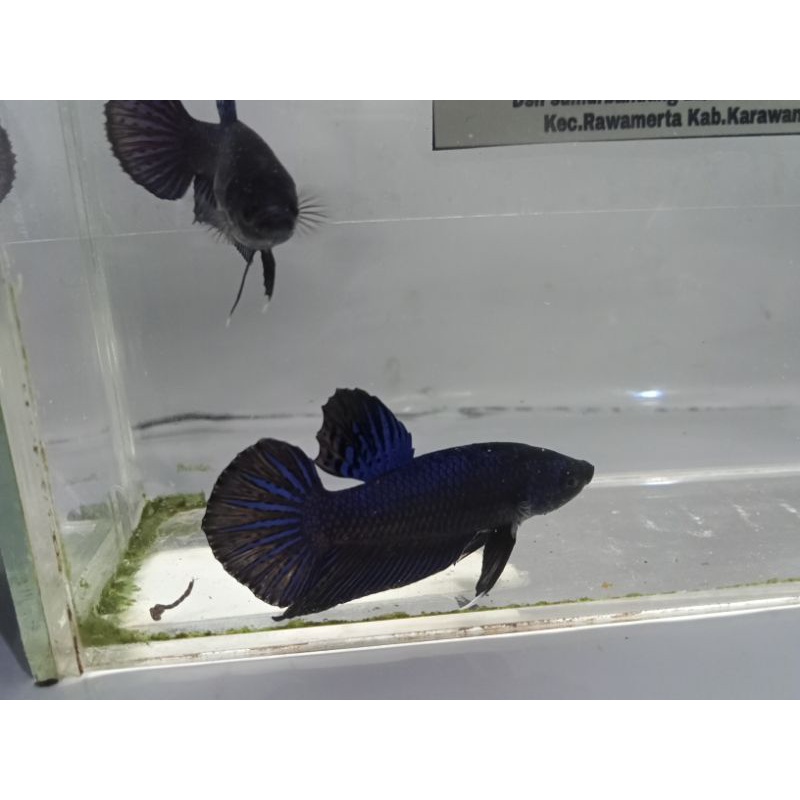 ikan cupang besgelan