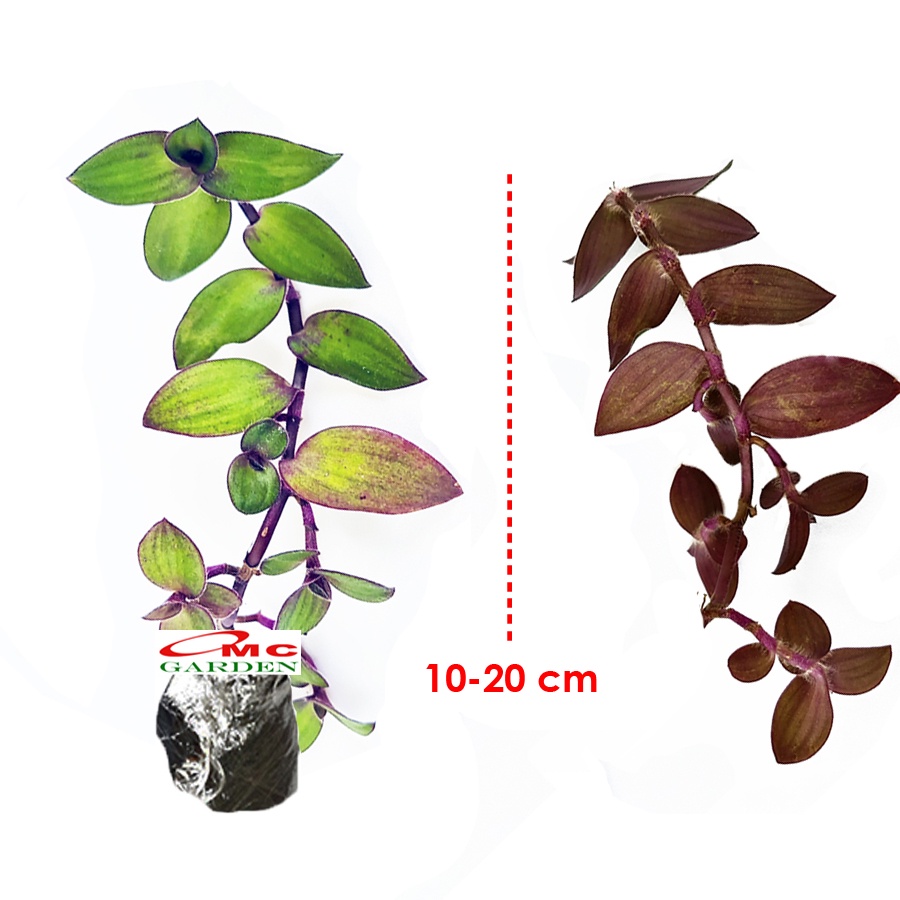 Tradescantia Zebrina Zabrina Hijau Ungu Pink Tanaman Hias Gantung Bibit Berakar TZ-1020