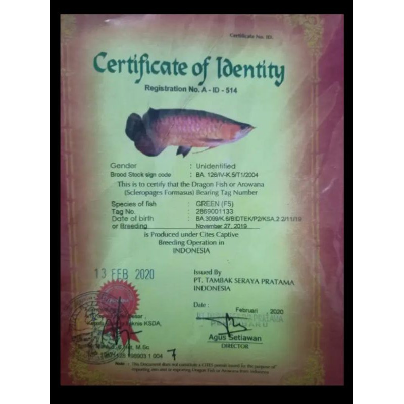 

ikan arwana green pink F2