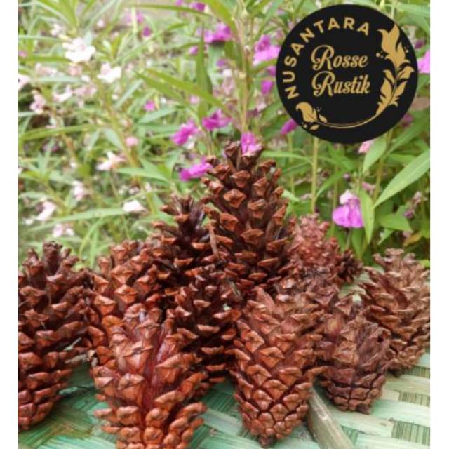 Bunga pinus kering/craft/rustik ukuran 5-7 cm murah kualitas tinggi #pinus #dekorasi #rustik