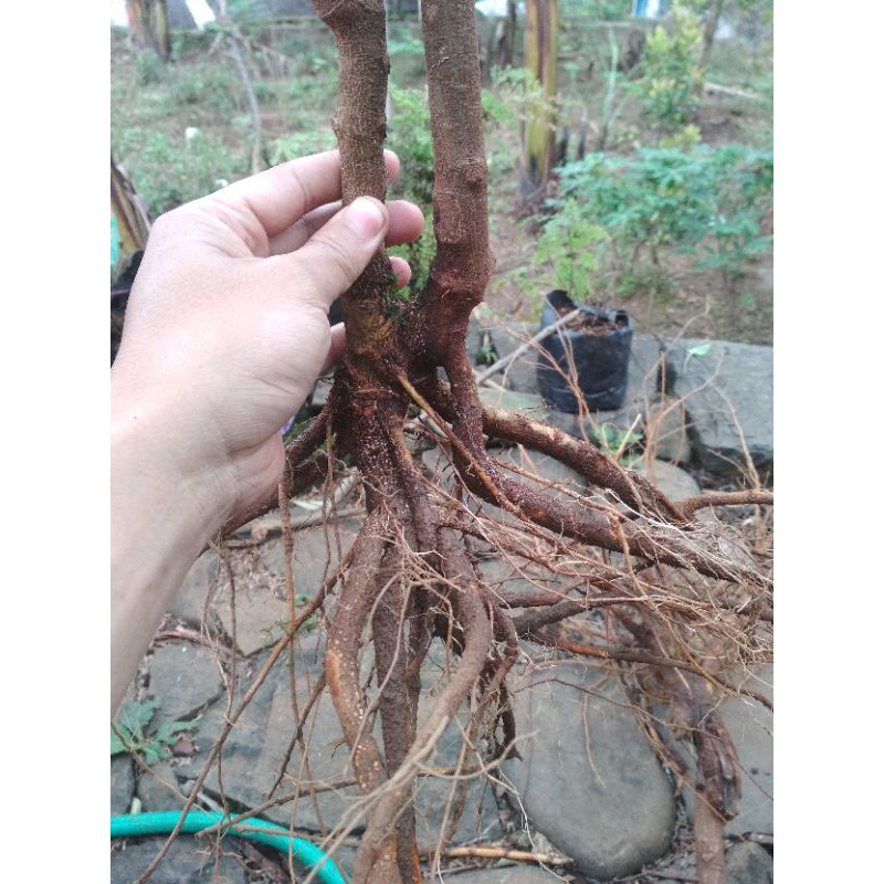 bahan bonsai kaliandra