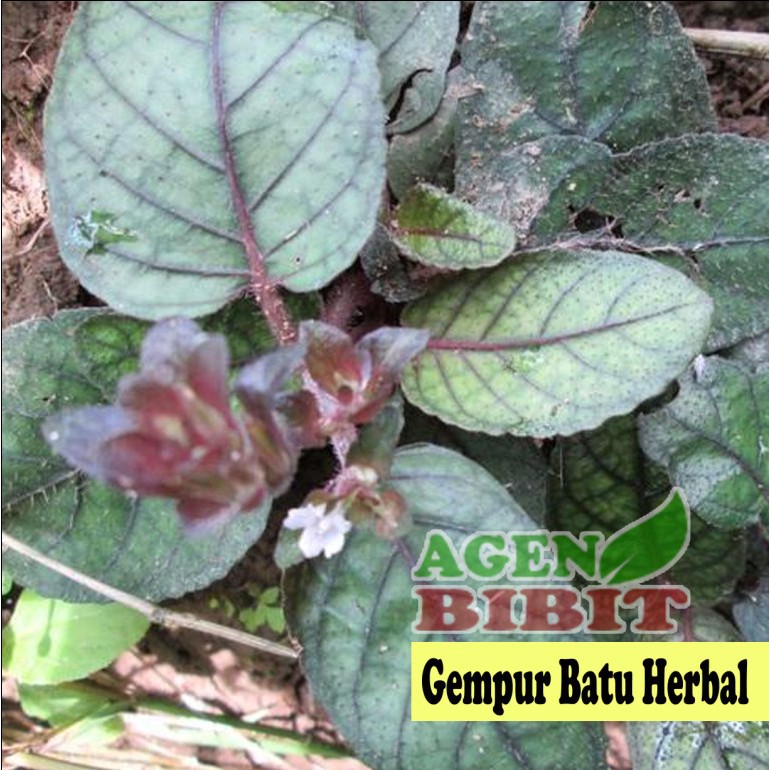 Bibit Tanaman Gempur Batu Pohon Daun Gempur Batu Obat Ginjal Herbal Obat Batu Ginjal Shopee Indonesia