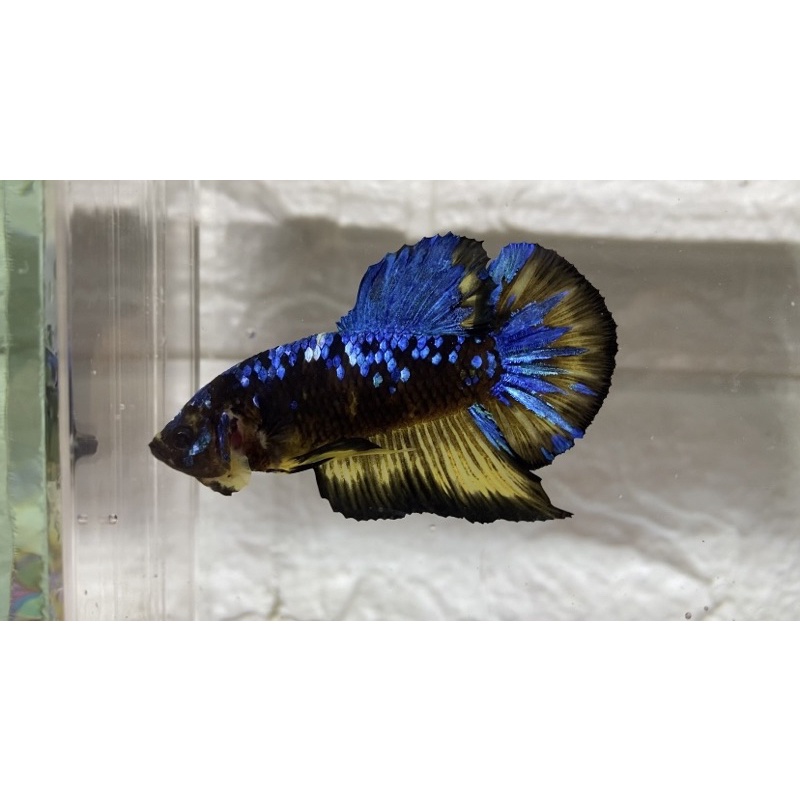 cupang real pict giant black koi galaxy