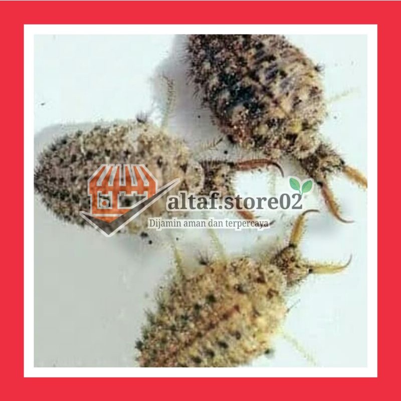 

Undur Undur obat diabetes (masih hidup) fresh |obat herbal (beli 100 gratis 10ekor) nutrisi burung