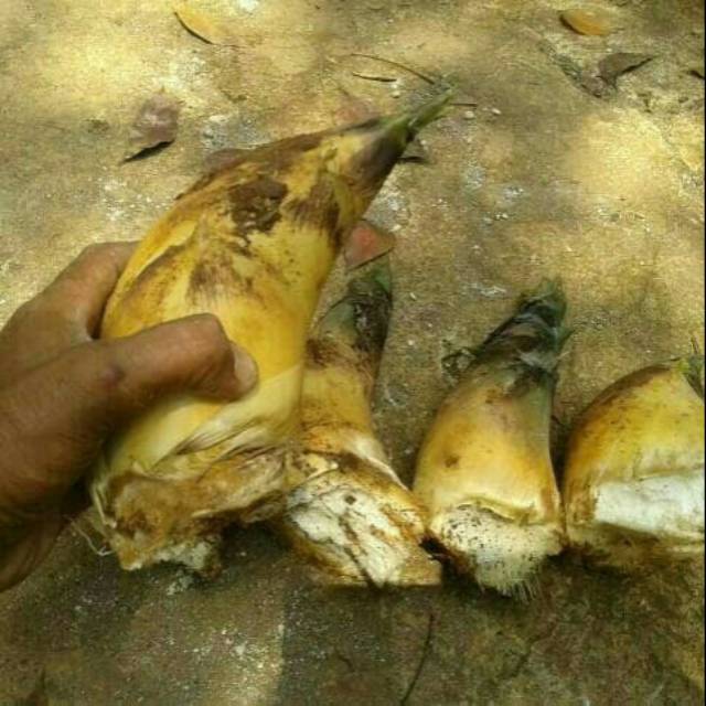 Rebung bambu kuning rebung herbal